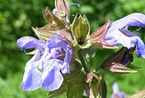 Kadulja - Salvia officinalis