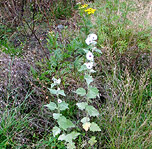 Sljez - Althaea Officinalis